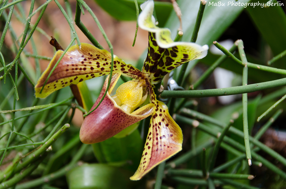 Paphiopedilum - Frauenschuh - Venusschuh - Orchidee