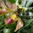 Paphiopedilum - Frauenschuh - Venusschuh - Orchidee