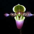 Paphiopedilum glaucophyllum