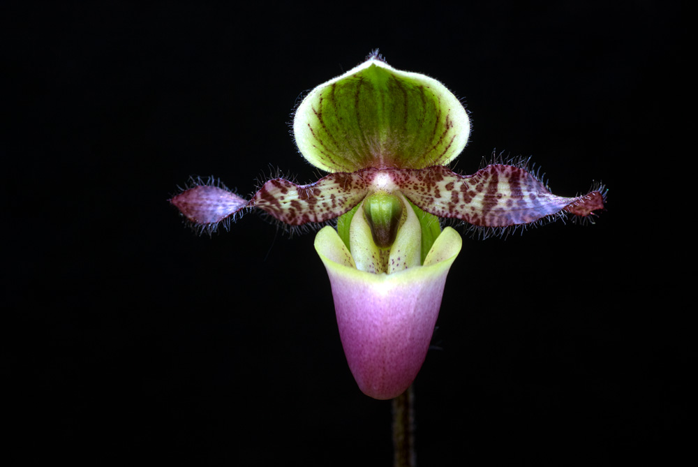 Paphiopedilum glaucophyllum