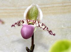 Paphiopedilum glaucophyllum (Sumatra)