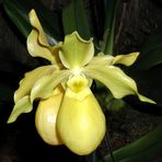 Paphiopedilum 'Gold Dollar'