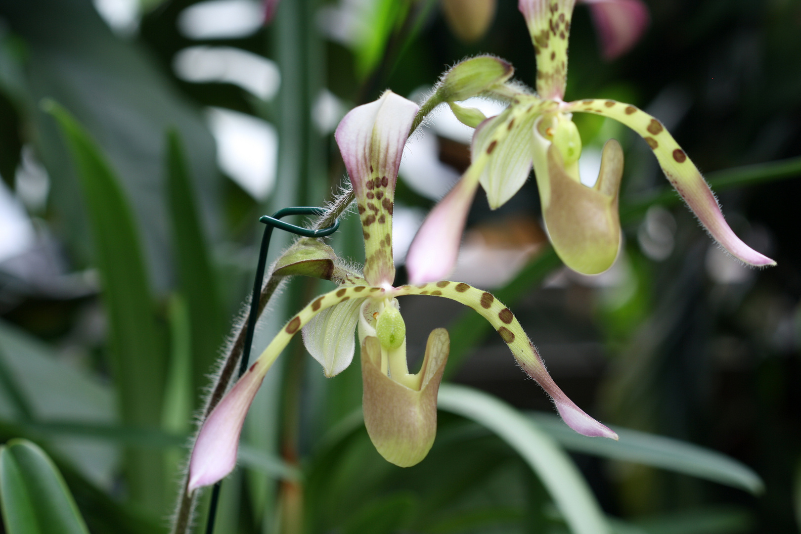 Paphiopedilum haynaldianum