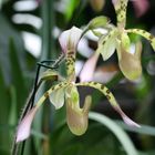 Paphiopedilum haynaldianum