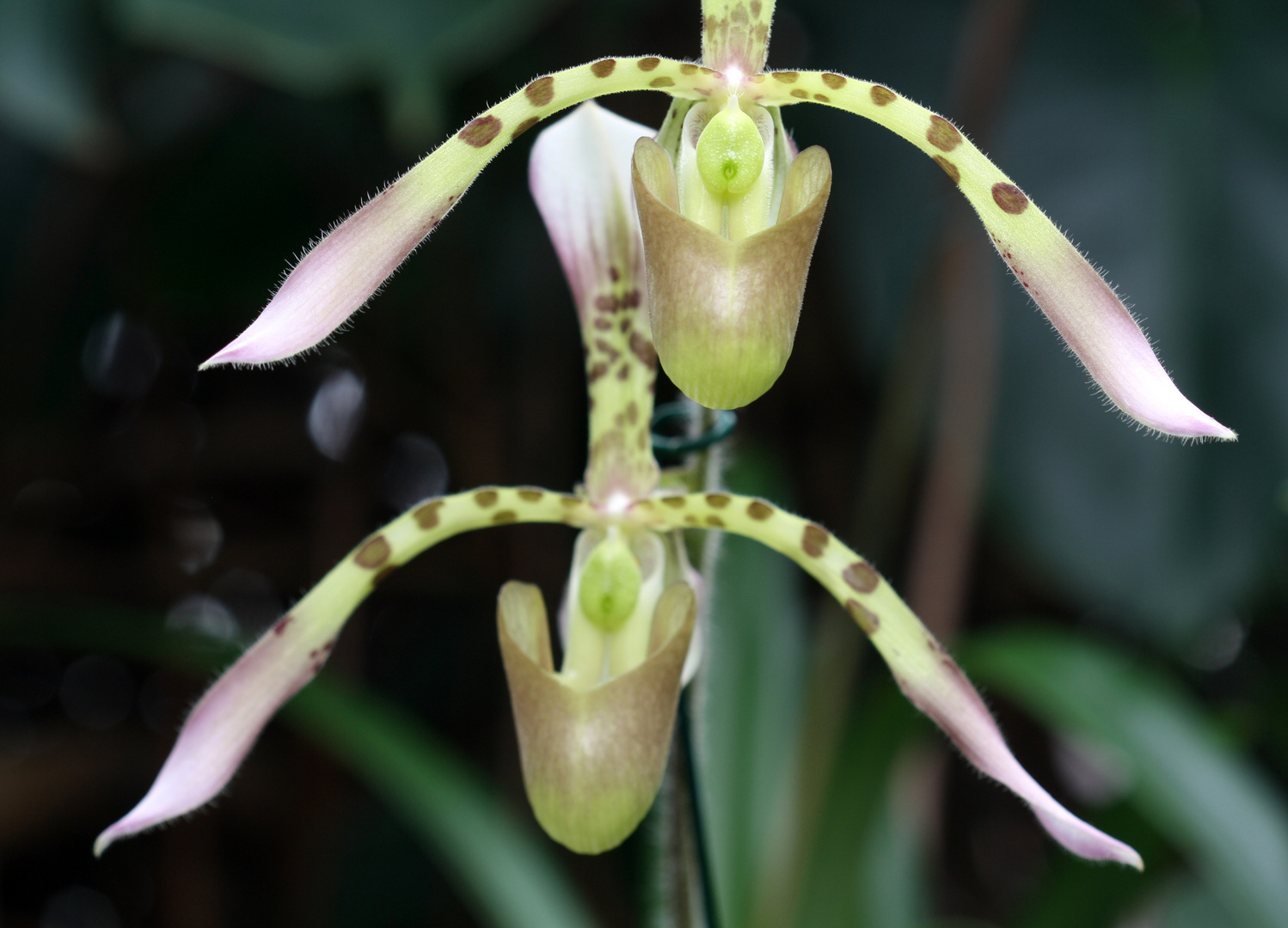 Paphiopedilum haynaldianum