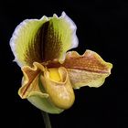 Paphiopedilum Hybride