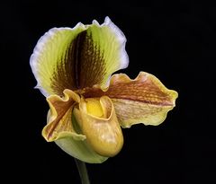 Paphiopedilum Hybride