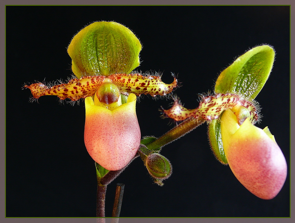 Paphiopedilum-Hybride