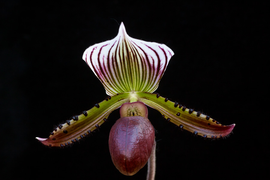 Paphiopedilum Hybride