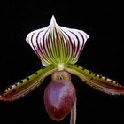 Paphiopedilum Hybride