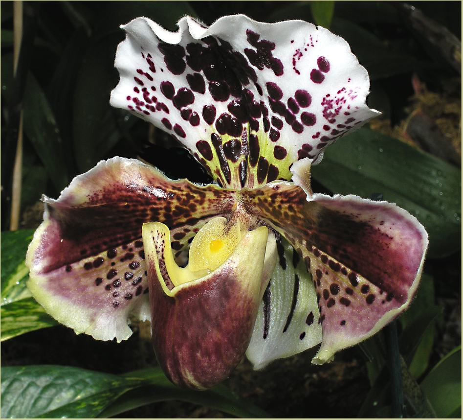 Paphiopedilum - Hybride