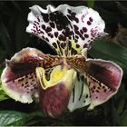 Paphiopedilum - Hybride