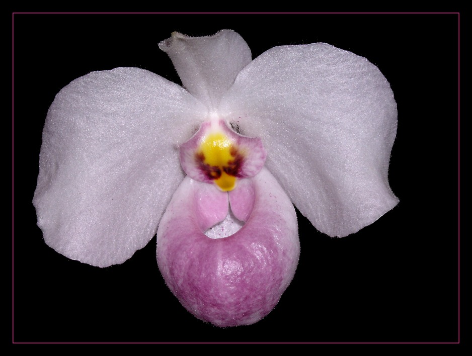 Paphiopedilum - Hybride