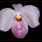 Paphiopedilum - Hybride