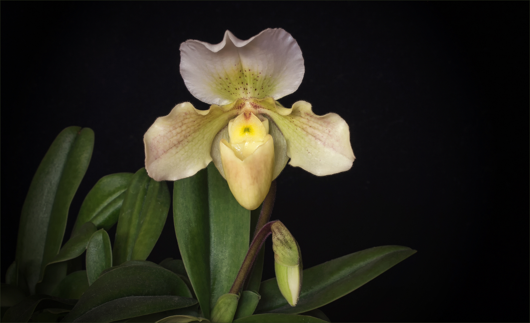 Paphiopedilum Hybride - ein Gruß von meiner Fensterbank...