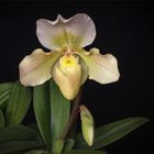 Paphiopedilum Hybride - ein Gruß von meiner Fensterbank...