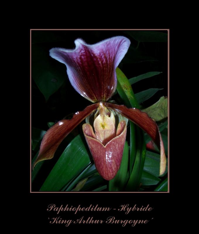 Paphiopedilum-Hybride