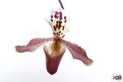 Paphiopedilum Hybride