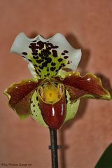 Paphiopedilum I (Unbekannt)