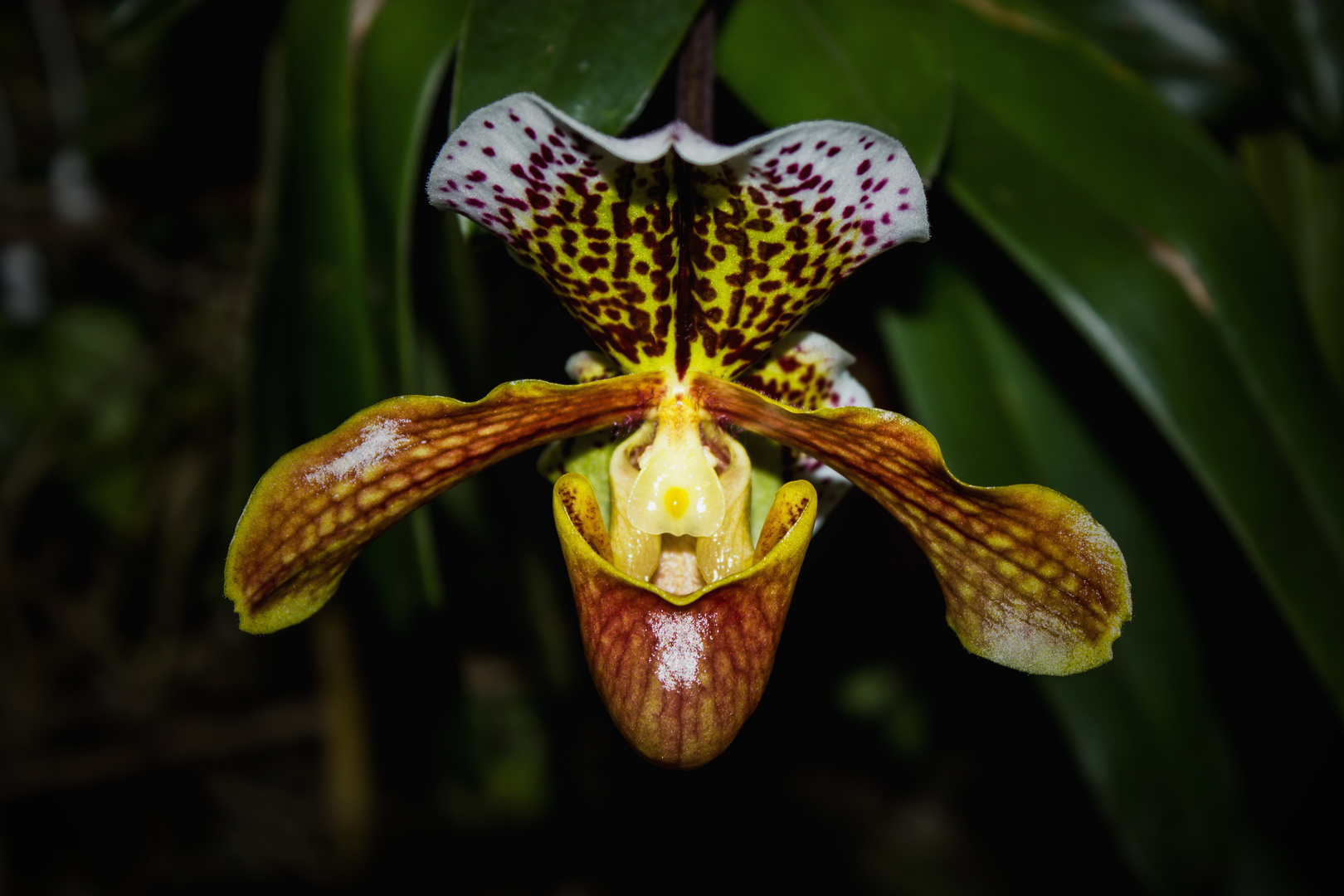 Paphiopedilum II