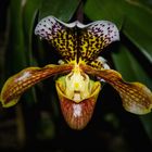 Paphiopedilum II