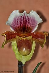 Paphiopedilum II (Unbekannt)