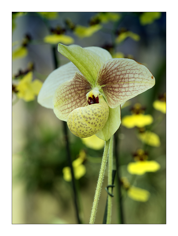 Paphiopedilum Jackii x