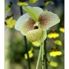 Paphiopedilum Jackii x