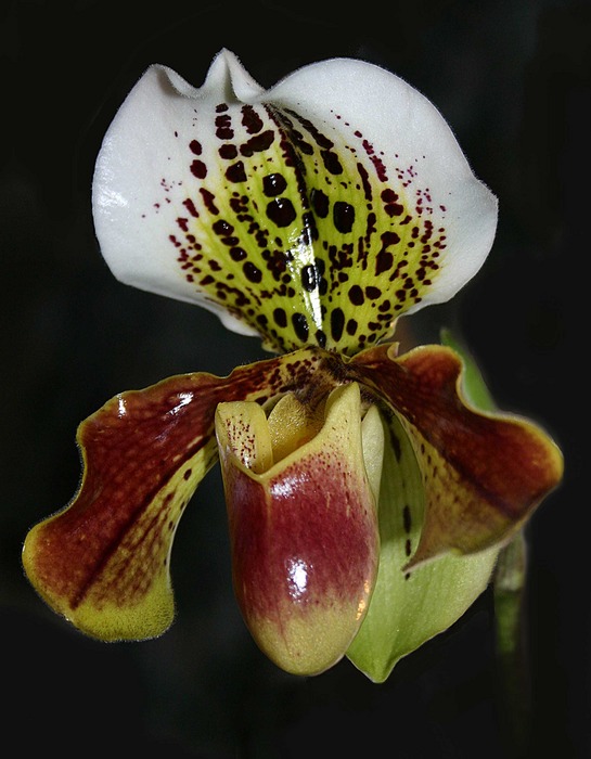 Paphiopedilum Jersey Freckles