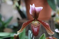 Paphiopedilum King Arthur