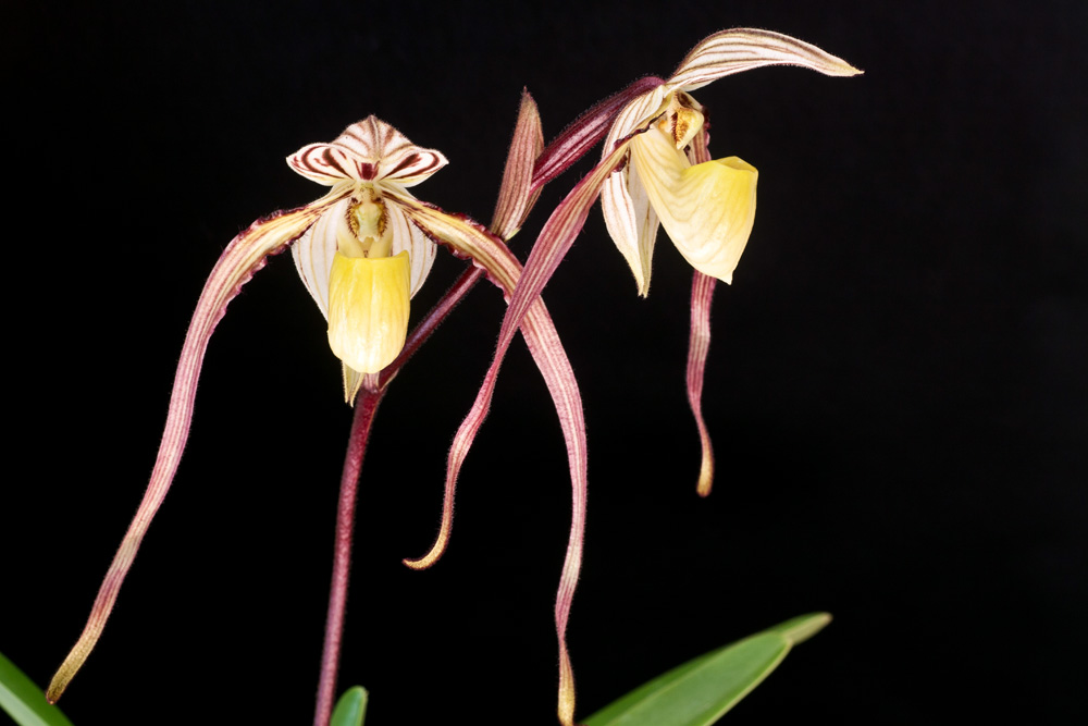 Paphiopedilum laevigatum