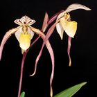 Paphiopedilum laevigatum