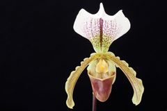 Paphiopedilum Leeanum