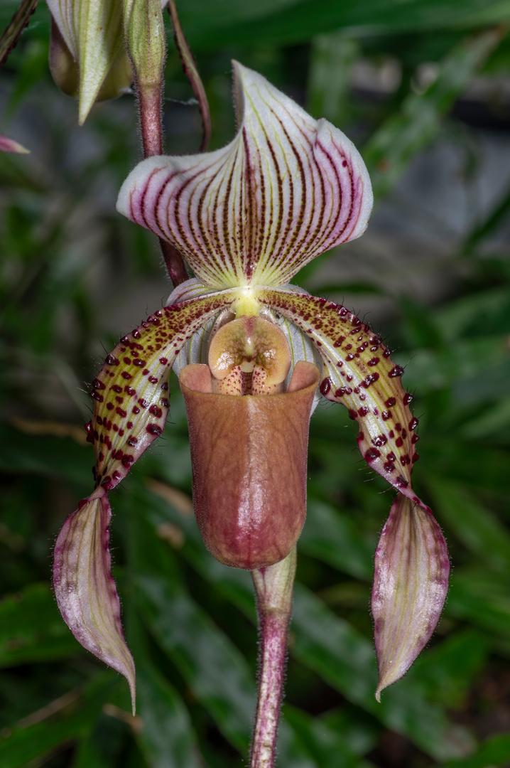 Paphiopedilum Lord Derby