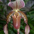 Paphiopedilum Lord Derby