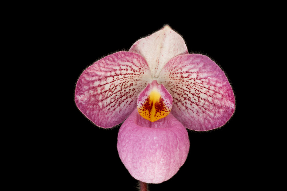 Paphiopedilum Magic Lantern