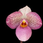 Paphiopedilum Magic Lantern