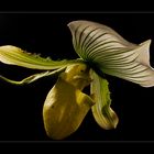 paphiopedilum maudiae