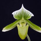 Paphiopedilum Maudiae