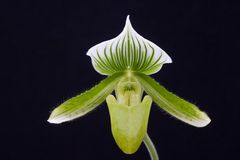 Paphiopedilum Maudiae