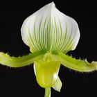 Paphiopedilum "Maudiae Femma"