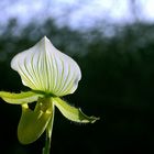 Paphiopedilum Maudiae Femma