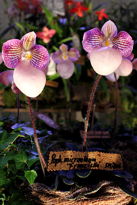 Paphiopedilum "micranthum"