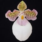 Paphiopedilum micranthum var. eburneum