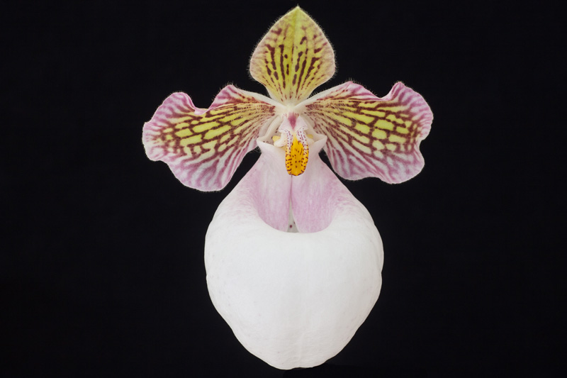 Paphiopedilum micranthum var. eburneum