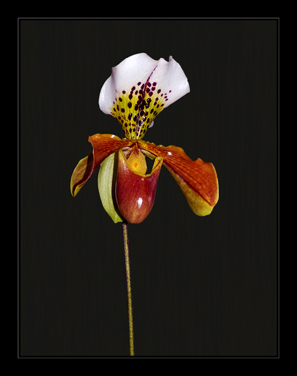 Paphiopedilum Miss Richardt