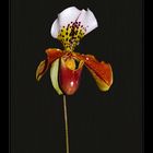 Paphiopedilum Miss Richardt