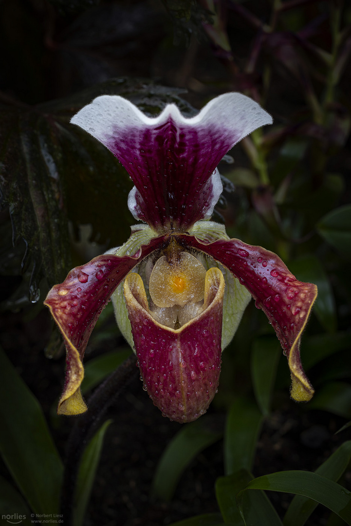 Paphiopedilum mit Wassertropfen