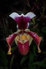 Paphiopedilum mit Wassertropfen