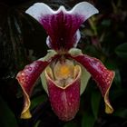 Paphiopedilum mit Wassertropfen